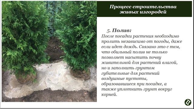 Онлайн урок на тему "Живые изгороди" ЧАСТЬ ВТОРАЯ смотреть онлайн