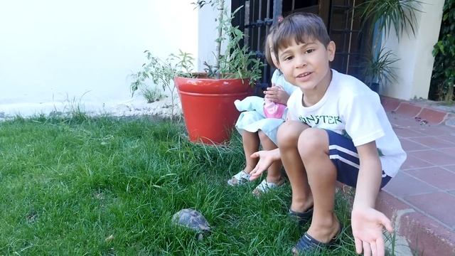 Fındık ailesi gerçek kaplumbağa ile oynuyor. смотреть онлайн