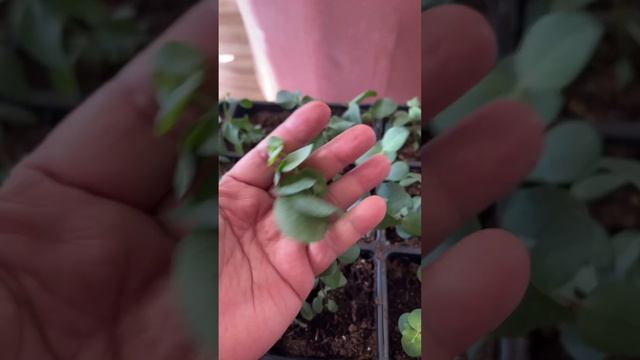 Eucalyptus Silver Dollar pruning #flower #plant #eucalyptus смотреть онлайн