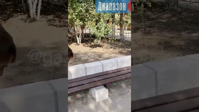 На аллее Победы поставят тренажёры и детскую площадку смотреть онлайн