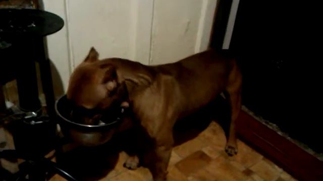 Pit bull terrier, chihuahua and food (Питбультерьер, еда и чихуахуа) смотреть онлайн