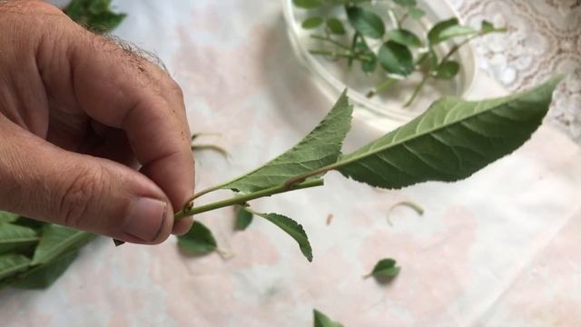 Летнее черенкование зелеными черенками на примере розы и вишни смотреть онлайн