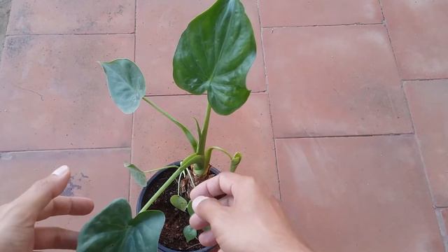 || ALOCASIA CUCULLATA ||