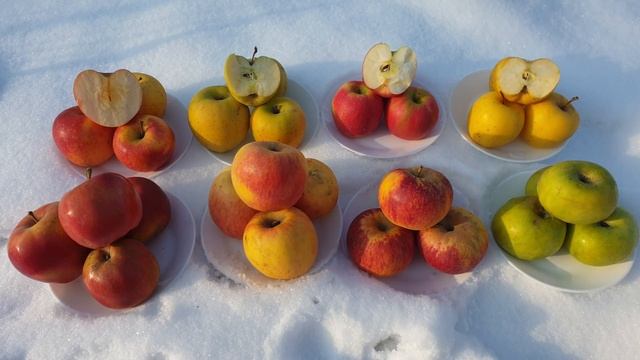 ОБЗОР ЗИМНИХ СОРТОВ ЯБЛОК / PINK LEDY / GOLD RUSH / PINOVA смотреть онлайн