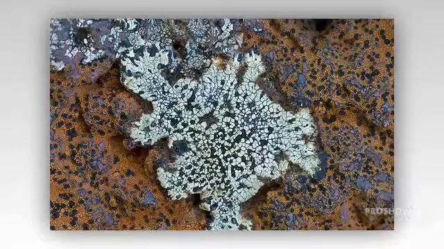Tremolecia atrata - fungi kingdom смотреть онлайн