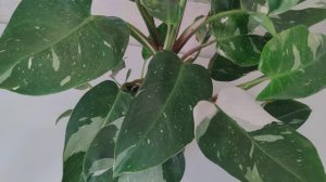Филодендрон белая принцесса ⧸ Philodendron White Princess. Наша группа ВК https://vk.com/cvetyvmeste