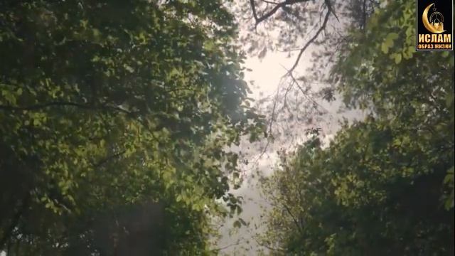 ЧУДЕСА ПРОРОКОВ, МИР ИМ. ГРАНДИОЗНЫЕ ЧУДЕСА ПРОРОКА МУХАММАДА | Шейх Умар смотреть онлайн