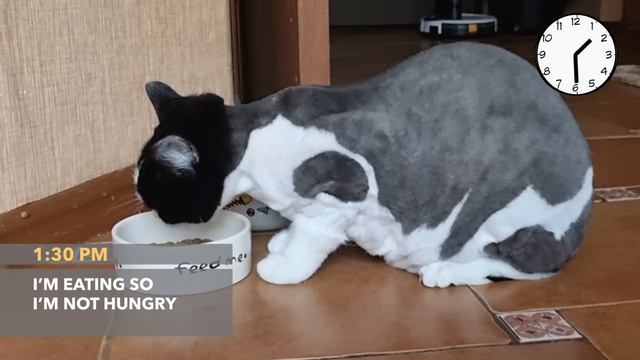 Life Without Hair. Pusic's Diary смотреть онлайн