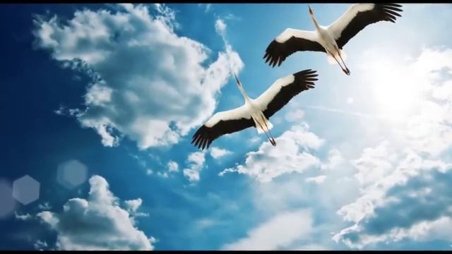 Крик журавлей!!! Песня просто класс!!! смотреть онлайн