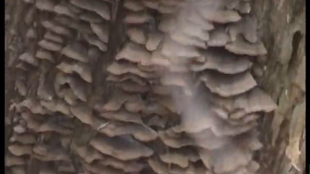 Трутовики прекрасные волнистые В лесу смотреть онлайн