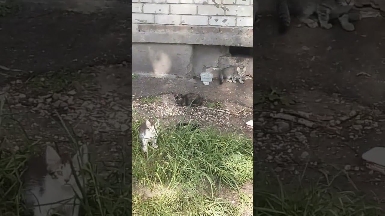 Мама кошка и котята,на корм семейству 5228 6005 0707 9236 (Сбер) смотреть онлайн