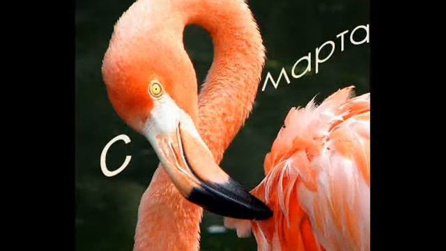 С ПРАЗДНИКОМ МИЛЫЕ ЖЕНЩИНЫ ! смотреть онлайн