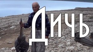 Как правильно ощипать дикого гуся, гусь добытый дядей Толей,