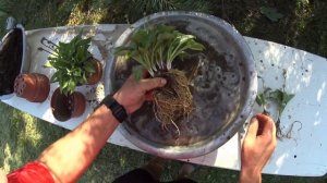 ХОСТА (HOSTA) - РАЗМНОЖЕНИЕ. Проще - не бывает.