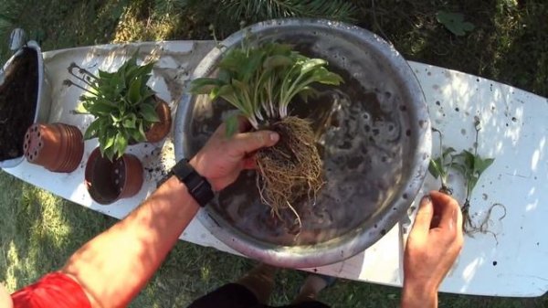 ХОСТА (HOSTA) - РАЗМНОЖЕНИЕ. Проще - не бывает.