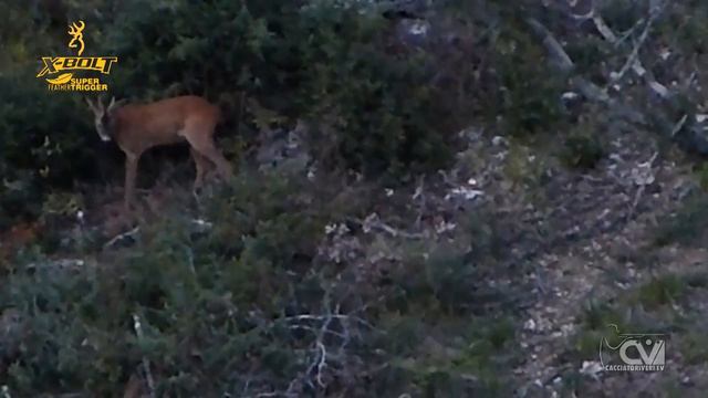 Test Armi da Caccia: Browning X-Bolt SF Composite + Sightron SI + Winchester PowerCore смотреть онлайн