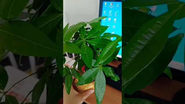 My Lucky Plant Pachira Aquatica For 2023 смотреть онлайн