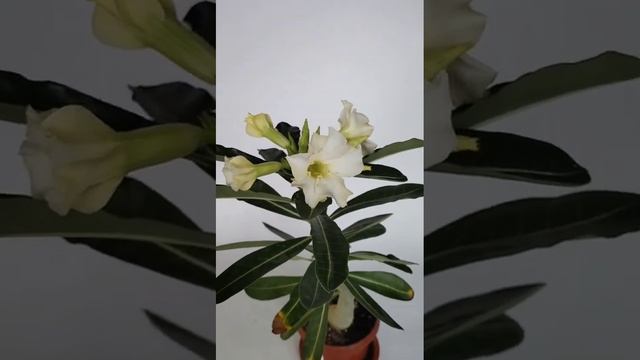 Белый адениум. White adenium смотреть онлайн