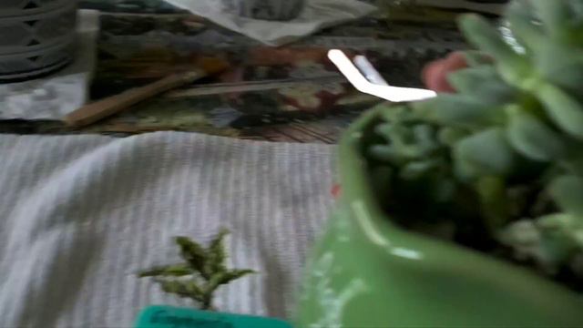 Mini Graptoveria Hybrid..cuidados смотреть онлайн