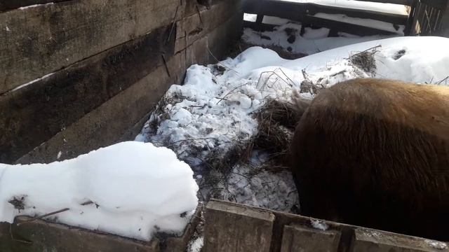 Обзор нашего хряка дюрка. Поросятам двое суток. смотреть онлайн