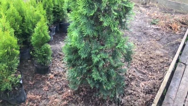 "Садовый Центр № 1" на Новой Риге - Туя Западная Смарагд Экстра 200 см! смотреть онлайн