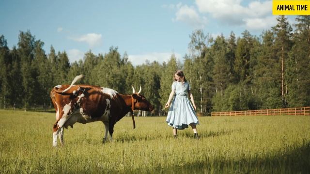 МЫЧАНИЕ КОРОВ И ЗВУКИ ФЕРМЫ. смотреть онлайн