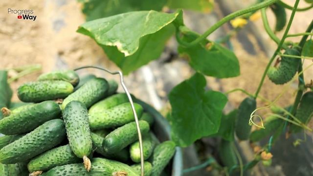 СРОЧНО ДАЙТЕ ОГУРЦАМ САХАР И БУДЕТЕ СОБИРАТЬ УРОЖАЙ ВЕДРАМИ ДО ОСЕНИ!!! УХОД ЗА ОГУРЦАМИ! смотреть онлайн