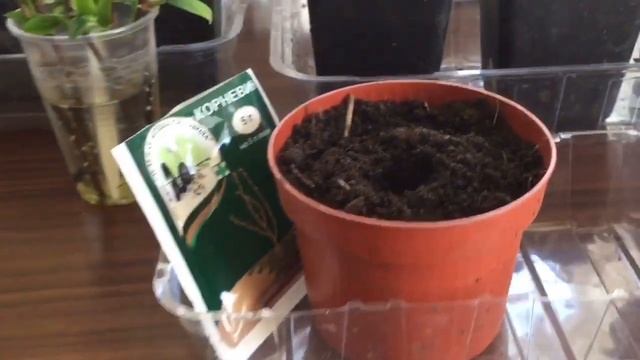 Весеннее черенкование гортензий одревесневшими черенками смотреть онлайн