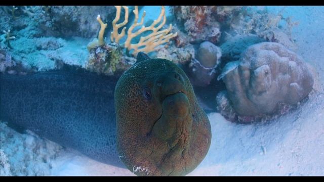 How do fish make electricity? Electric Eel facts: shockingly fishy | Animal Facts смотреть онлайн