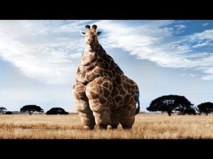 10 Самых ТОЛСТЫХ Животных В Мире