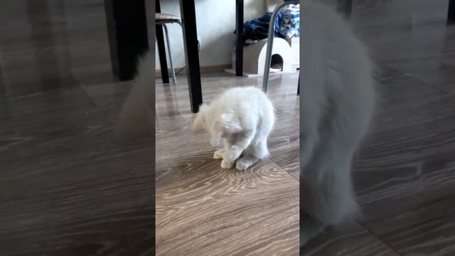 Котёнок кушает "руками". смотреть онлайн