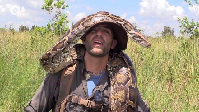 Giant Snake of the Everglades - The Invasive Burmese Python смотреть онлайн