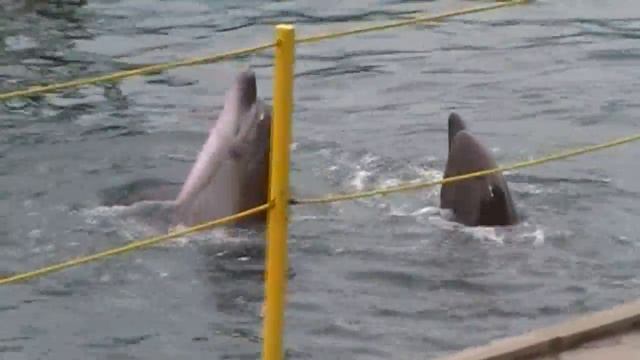 Выступление дельфинов 7.wmv смотреть онлайн