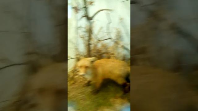 Музей Человек и природа 2 часть смотреть онлайн