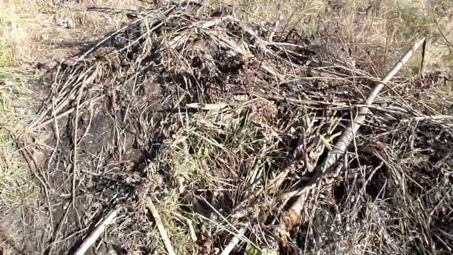 На природу, в гости к Бобрам трудягам!!!! смотреть онлайн