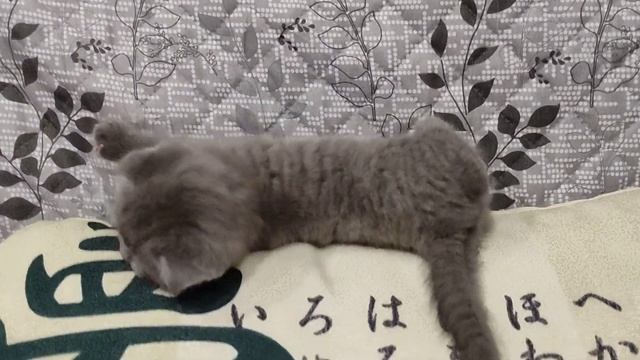 Шотландский вислоухий котенок смотреть онлайн