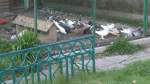 Рафик Рустамов. Об игре бакинских голубей.