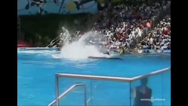 Orca assassina attacca addestratrice смотреть онлайн