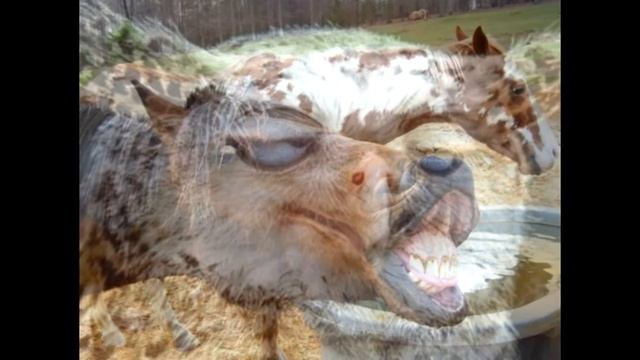 30 фото сделанные в нужный момент или эти няшные животные 2016 смотреть онлайн