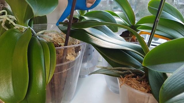 ПОЛИВ орхидей в ЗИМНИЙ период || ОБЛЕГЧЕННЫЙ полив орхидей смотреть онлайн