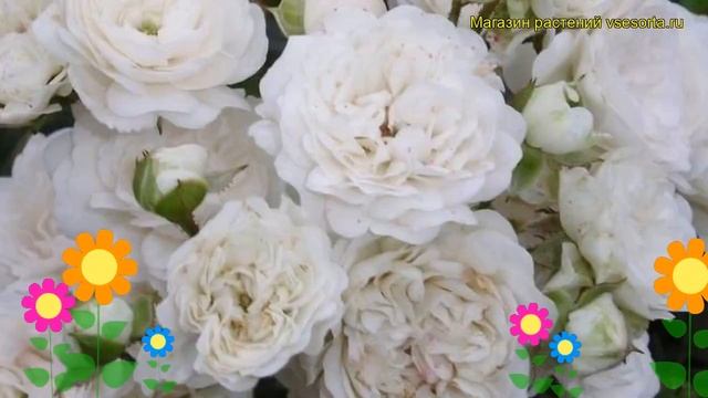 Роза почвопокровная вайт фейри. Краткий обзор, описание характеристик White Fairy смотреть онлайн