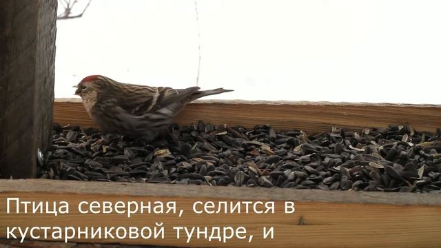 Видео для КОШЕК ? ЧЕЧЁТКА смотреть онлайн