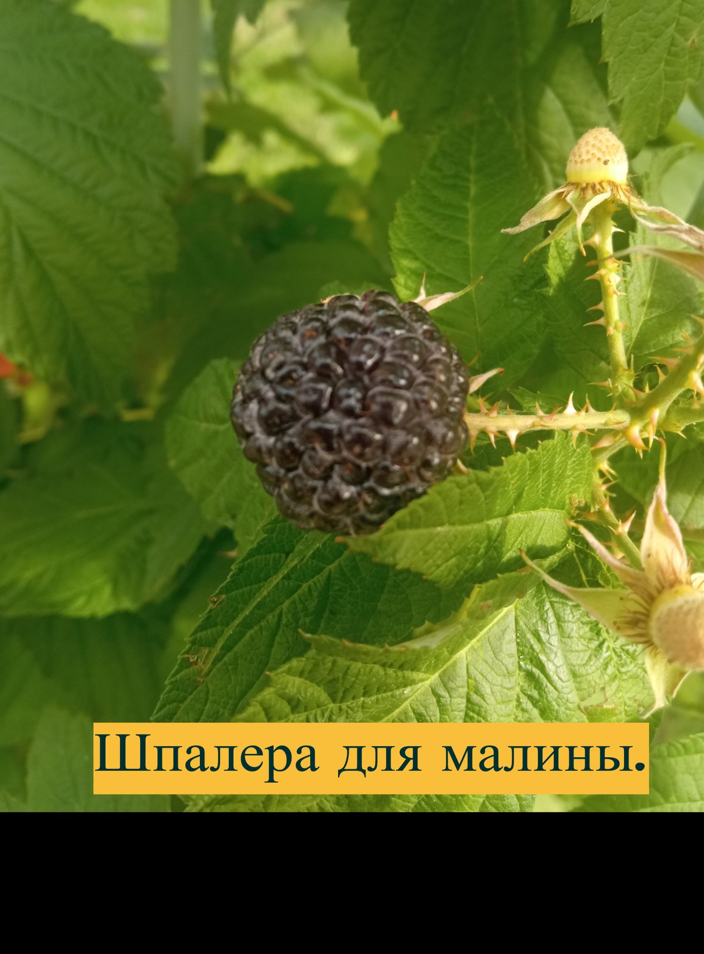 Шпалера для малины смотреть онлайн