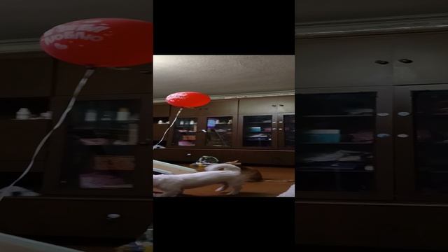 любители шариков