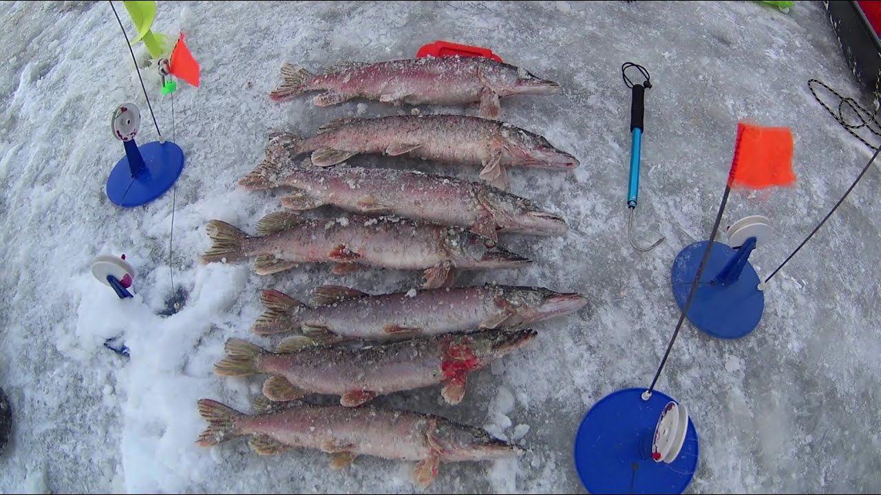 ВОТ ЭТО ЖОР ЩУКИ!РЫБАЛКА КАК В ЯКУТИИ!ЩУКА НА ЖЕРЛИЦЫ.ЗИМНЯЯ РЫБАЛКА НА ЩУКУ.РЕКА ИЖ.ЗАЛИВЫ. смотреть онлайн