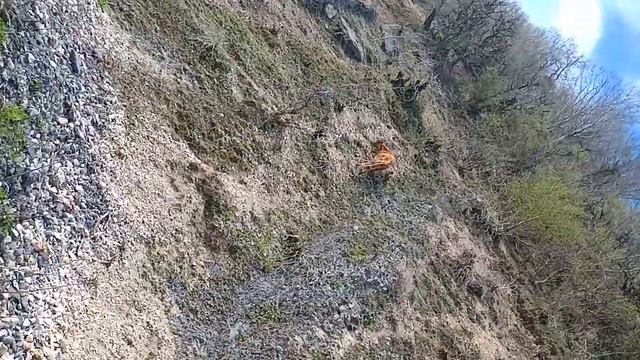 Корова залезла на крутой склон смотреть онлайн