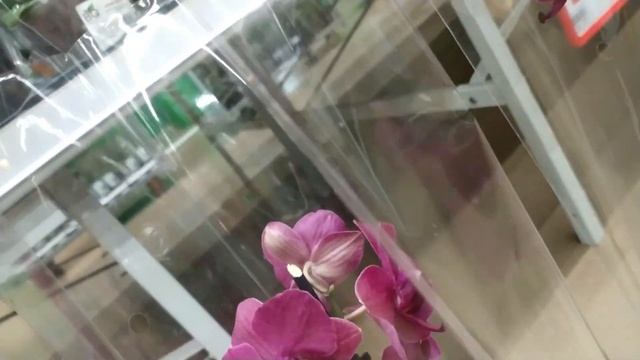 Обзор орхидей 16 апреля 2020 года АШАН Воронеж смотреть онлайн