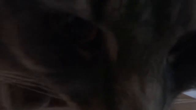 Почему скверный характер у кота? смотреть онлайн