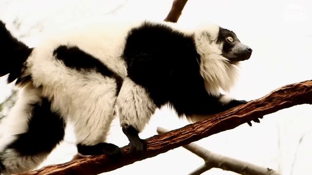 'In With The Lemurs' launches at ZSL London Zoo! смотреть онлайн