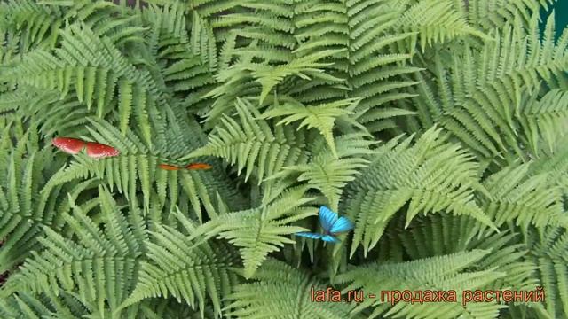 Щитовник мужской (dryopteris filix-mas) ? мужской щитовник обзор: как сажать, рассада щитовника смотреть онлайн